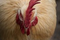 Close up Kip
