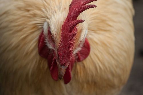Close up Kip
