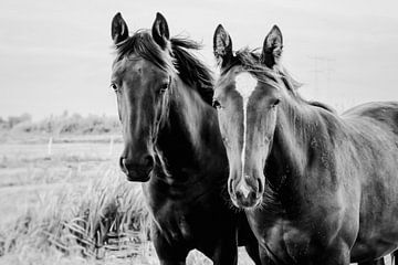 Portret van twee paarden in zwart wit van Consala van  der Griend