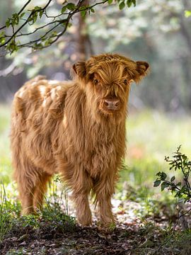 Scottish highland calf by Roy Kreeftenberg