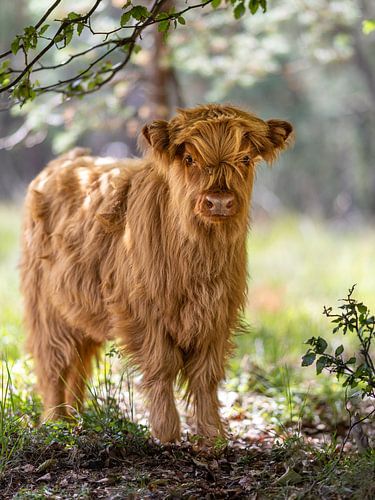 Schottisches Hochlandkalb