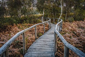 Nationaal Park De Meinweg in Limburg - Nederland van Maurice Meerten