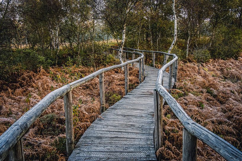 Nationalpark De Meinweg in Limburg - Niederlande von Maurice Meerten