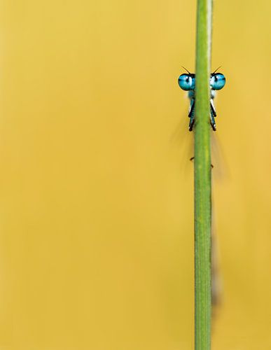 Water sniffer by Margriet Louwen
