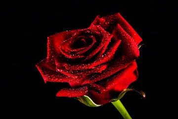 Rote Rose von Angelika Stern