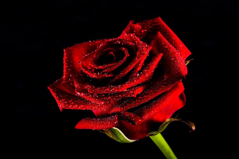 Red Rose by Angelika Stern
