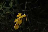 Gelbe Blume
