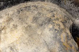 Treasures of the Sea: A Close-Up of the Wonders of Nature