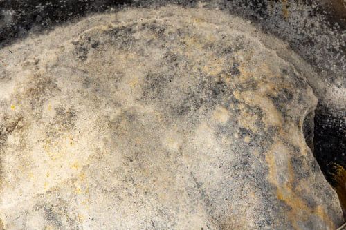 Trésors de la mer : Gros plan sur les merveilles de la nature