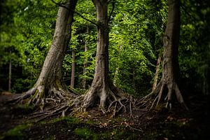Naturbild von alten Bäumen in einem typisch niederländischen Park von MICHEL WETTSTEIN