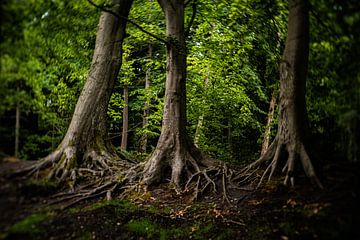 Image de vieux arbres dans un parc néerlandais typique sur MICHEL WETTSTEIN