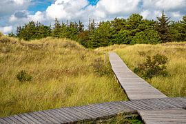 Wooden walkway near lake Nehrungssee by Alexander Wolff