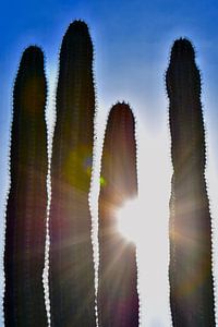 Des cactus ensoleillés