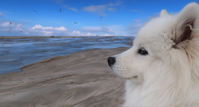 Samoyed van Bo Valentino