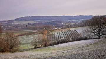 Triangle sur Rob Boon