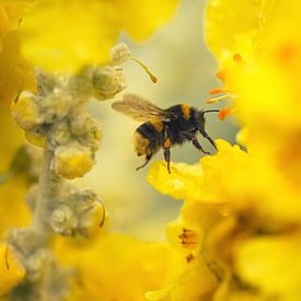 Fliegende Hummel zwischen gelben Blumen von Anam Nàdar