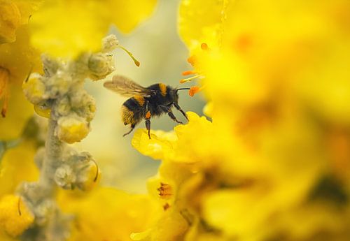 Fliegende Hummel zwischen gelben Blumen
