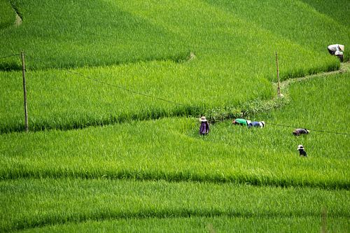 Minimalistisches Foto von Reisfeldern, Vietnam