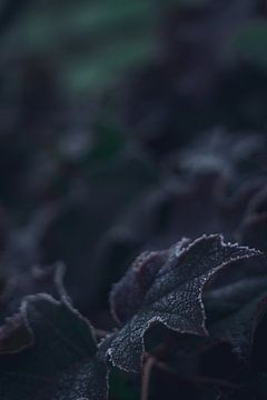 Violetter Winter von Tom Paquay