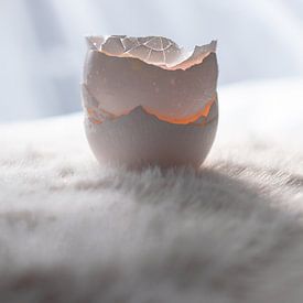 Fragmente des Werdens von KDX