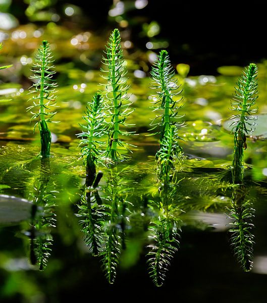 Tannenwedel im Gartenteich von ManfredFotos