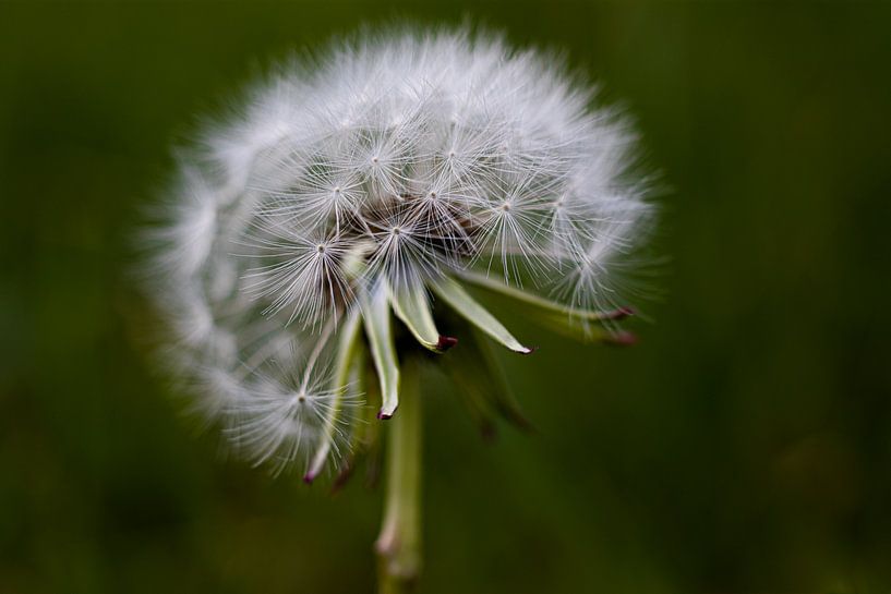 Dandelion by Nynke Altenburg