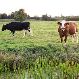 Curieuse vache hollandaise brune sur Wouter van den Broek