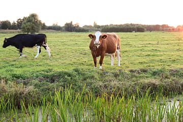 Nieuwsgierige bruine Hollandse koe van Wouter van den Broek