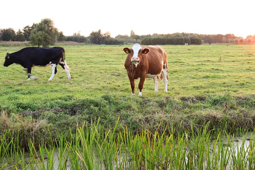 Curieuse vache hollandaise brune par Wouter van den Broek