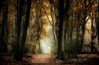 In The Woods