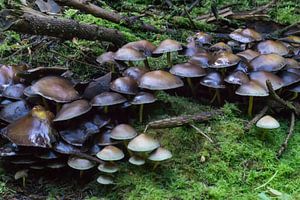 Mushroom