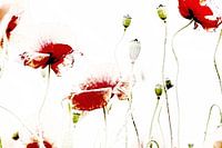 schwebender Mohn