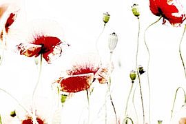 schwebender Mohn von Ilo.Auge