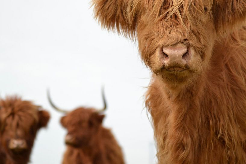 Schotse hooglanders 3 koppen van Sascha van Dam