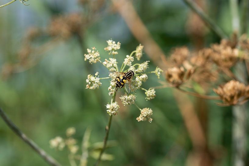 The world of insects by Roland de Zeeuw