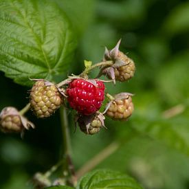 framboise sur Simen Crombez