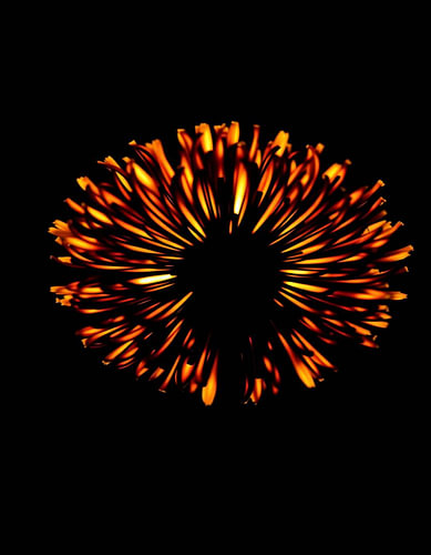 „Ember Allium XII“
