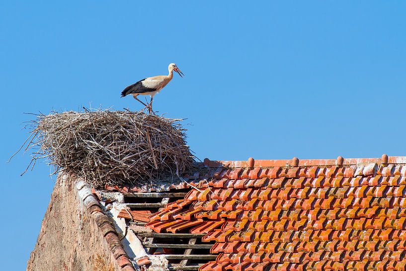 Storch steht im Nest auf dem Dach des Gebäudes von Ben Schonewille