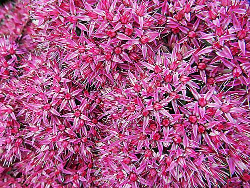 Lost in Pink Masses Floral