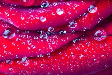 Close-up van ronde waterdruppels op rode roos van Ben Schonewille