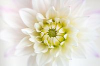 Witte dahlia