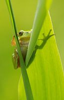 Tree frog looks around the corner from behind reed leaf