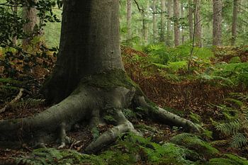 Boom in zijn natuurlijke habitat
