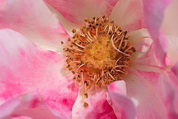 closeup van een roze roos van W J Kok