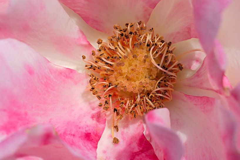 closeup of a pink rose by W J Kok