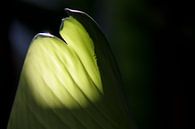 Gloeirandje by Ann Wijns thumbnail