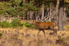 Red deer on the Hoge Veluwe, Netherlands