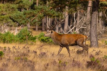 Cerf rouge sur le Hoge Veluwe, Pays-Bas sur Gert Hilbink