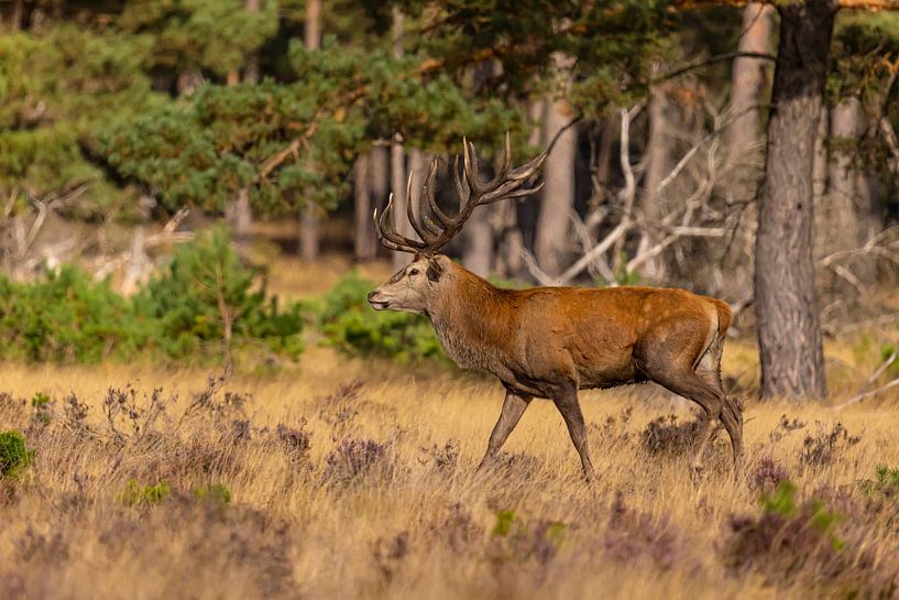 Red deer on the Hoge Veluwe, Netherlands by Gert Hilbink