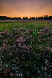 Blühendes Heidekraut bei Sonnenuntergang von Jenco van Zalk